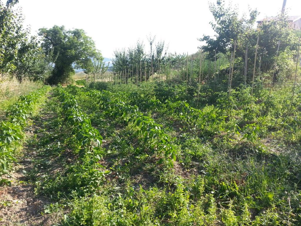 Agriturismo Eutopia San Leo Ngoại thất bức ảnh